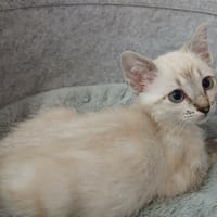 Seoul, chat à adopter