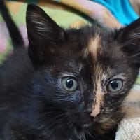 Sydney, chatte à adopter