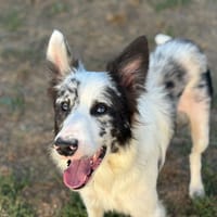PEPITO, chien à adopter
