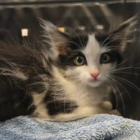 Gremlins, chat à adopter