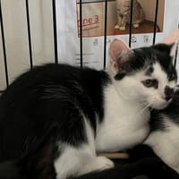 woopie, chat à adopter
