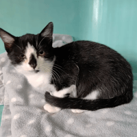 BOUNTY, chat à adopter