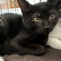 Amaya, chatte à adopter