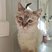 RHAENYS, chatte à adopter