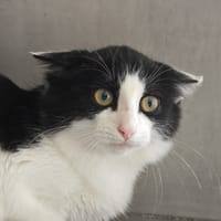 CRIQUETTE, chatte à adopter