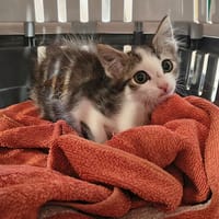 E.T, chat à adopter