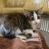Vhagar, chat à adopter