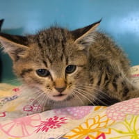 AKI, chat à adopter