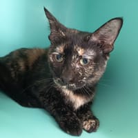 ZOOM C, chatte à adopter