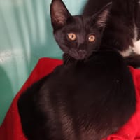 vanille, chatte à adopter