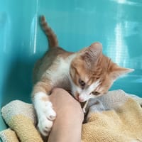 BUBBLE C, chat à adopter