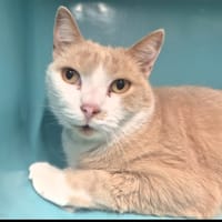Moka, chat à adopter