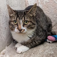 VIRGINIE, chatte à adopter