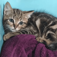 Balou, chat à adopter