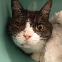 TICHA C, chatte à adopter