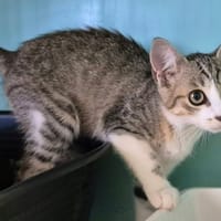 CHLORE QCT, chat à adopter