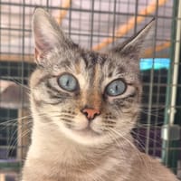 Esther, chatte à adopter