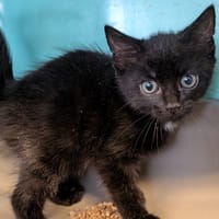ASPHALTE, chatte à adopter