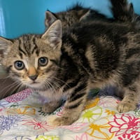 ARGAN, chat à adopter