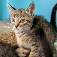APEX, chat à adopter