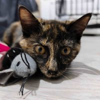 THORA C, chatte à adopter