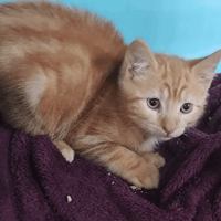 zazou, chat à adopter