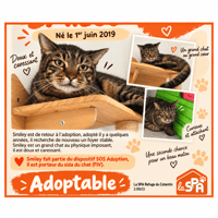 SMILEY, chat à adopter