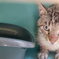 PAQUITO, chat à adopter