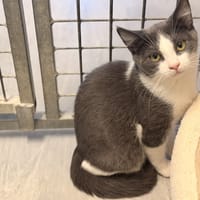 TASTY, chat à adopter