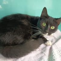 SHAZAM C, chatte à adopter