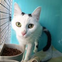 GEMINI C, chatte à adopter