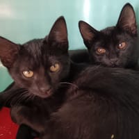 Choco, chat à adopter