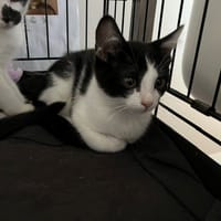 pudding, chat à adopter