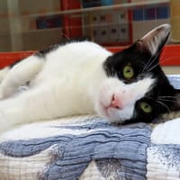 PAB28915 ASTER, chat à adopter