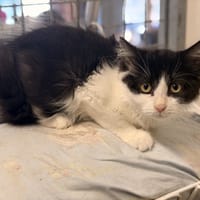 MAXY, chat à adopter
