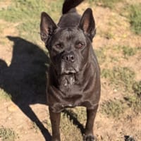 Horus CAA16068, chien à adopter