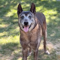 Raoul CAA16067, chien à adopter