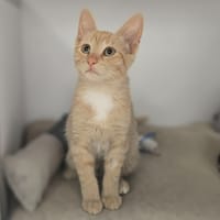 MIELY, chatte à adopter