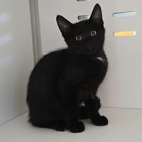 OURSON, chat à adopter