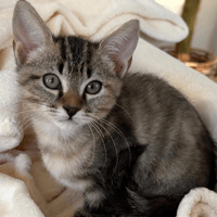 POLLY POCKET, chatte à adopter