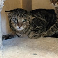 knaki, chat à adopter