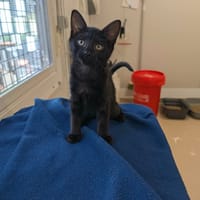 NIGHT, chatte à adopter