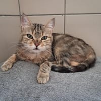 SASSY, chatte à adopter