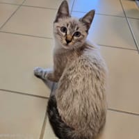 EPICE, chat à adopter