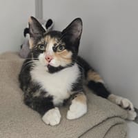 AMBRE, chatte à adopter