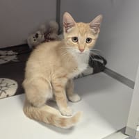 MAÏA, chatte à adopter