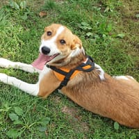 VOXAN, chien à adopter