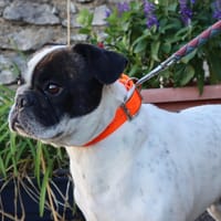 SIMBA, chien à adopter