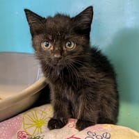 ALTAIR, chatte à adopter