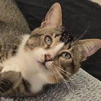 GRIGRI, chat à adopter